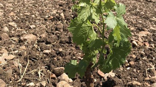 Υποβολή δηλώσεων συγκομιδής αμπελουργικών προϊόντων στην Πιερία