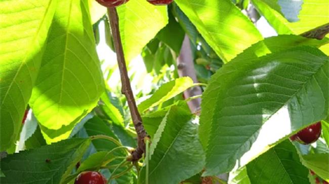 Λάρισα: Συγκέντρωση διαμαρτυρίας αγροτών στη «Γιορτή Κερασιού»