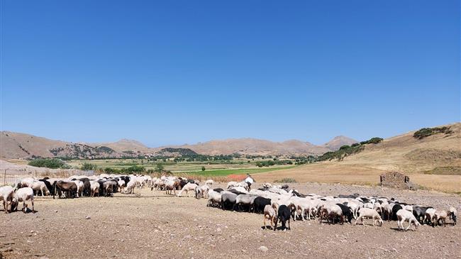 True horror of EU live animal transport  masked in official records