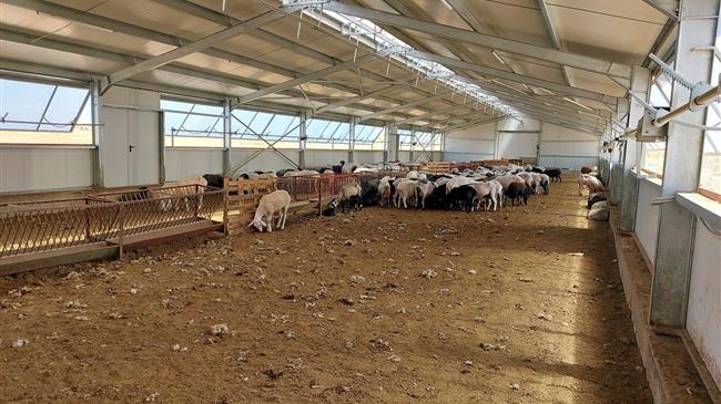 Όλες οι κτηνοτροφικές εκμεταλλεύσεις το επόμενο χρονικό διάστημα θα οδεύσουν σε «κλείσιμο»