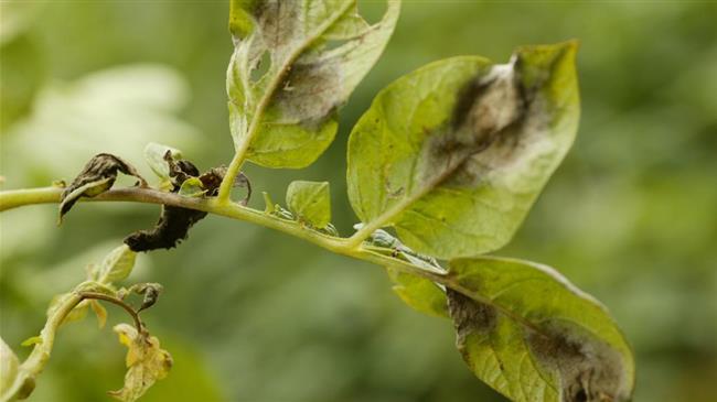 Περονόσπορος στην πατάτα