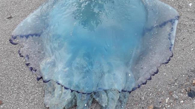 Μετά τις μωβ, έρχονται οι γαλάζιες μέδουσες στις ελληνικές θάλασσες