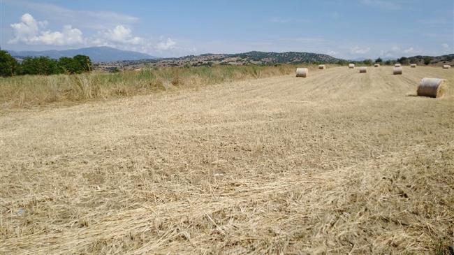 Ραγδαίες εξελίξεις με τα σιτάρια - Μοχλός η κακοκαιρία