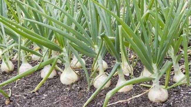 Ζητούνται εργάτες για συγκομιδή σκόρδου στη Νέα Βύσσα Ορεστιάδας