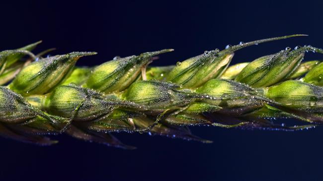 Τουρκικές αποφάσεις δυναμιτίζουν την ελληνική παραγωγή σκληρού σιταριού!