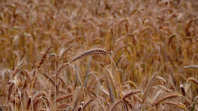 Η τουρκική απαγόρευση των εισαγωγών σιταριού δεν θα επηρεάσει αρνητικά τις αγορές της