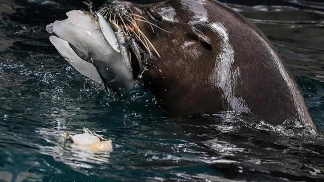 Ιταλία: Με παγωτά δροσίζονται τα ζώα, εν μέσω καύσωνα, στον ζωολογικό κήπο της Ρώμης