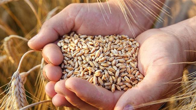 Πολωνία: «Στοπ» στα ουκρανικά σιτηρά από τις 15 Σεπτεμβρίου