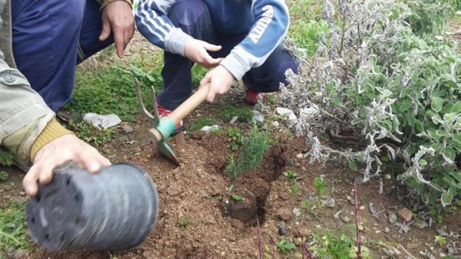 ΚΕΠΑ : Απολογισμός δενδροφυτεύσεων Πρωτοβουλίας "75UN - 75 Trees UNAI SDG7"