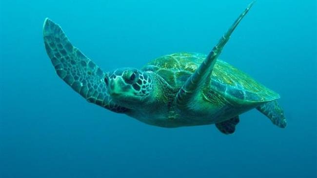 Ιαπωνία: 30 απειλούμενες με εξαφάνιση πράσινες θαλάσσιες χελώνες βρέθηκαν τραυματισμένες