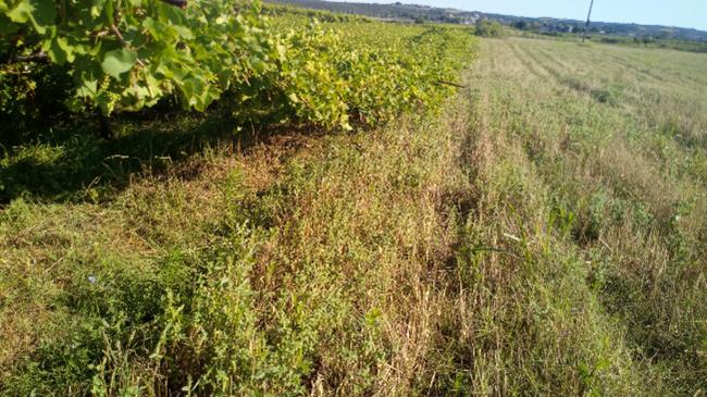 Επιστολή της Αντιπεριφερειάρχη Πιερίας στον ΕΛΓΑ για τις ζημιές σε αμπελώνες