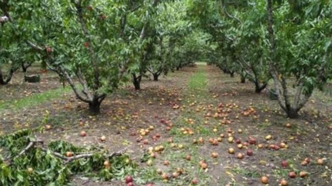 Ι. Τζαμτζής: «Κρατική οικονομική ενίσχυση για ζημιές που δεν καλύπτει ο ΕΛΓΑ»