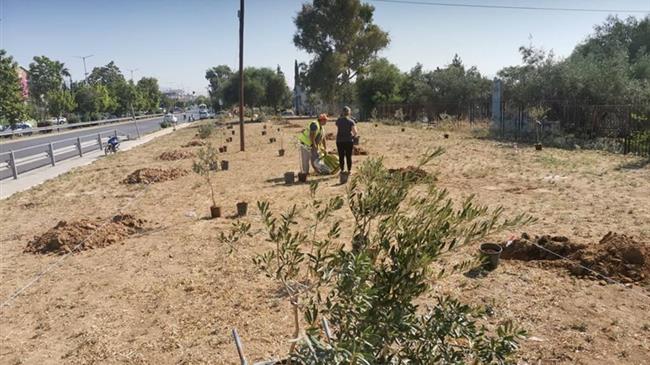 Ένας νέος Ελαιώνας «ζωντανεύει» τον αρχαίο στον Δήμο Αιγάλεω