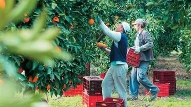 e-ΕΦΚΑ: Δυνατότητα ελεύθερης επιλογής ασφαλιστικής κατηγορίας και για τους εργάτες γης