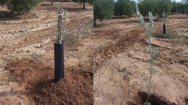 ΚΕΠΑ: Φύτευση ελαιοδένδρων στο Δήμο Αιγάλεω