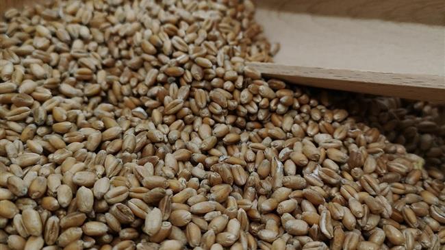 Σιτηρά: Αναλυτές εκτιμούν ότι οι τιμές θα αυξηθούν