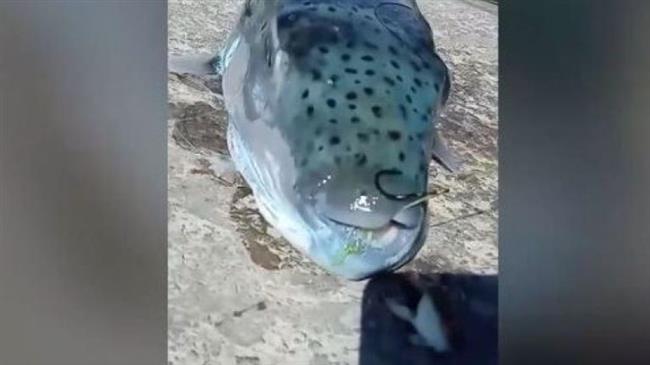 Κάλυμνος:  Λαγοκέφαλος «τέρας» στο αγκίστρι ψαρά