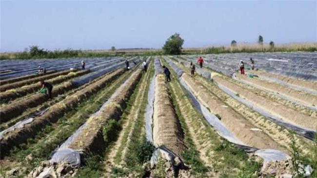 Πέλλα: Καταστροφές σε καλλιέργειες σπαραγγιών και αποζημίωση