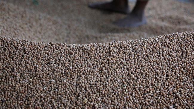 Καμπανάκι από τους καλλιεργητές για παγκόσμια έλλειψη ρεβιθιών