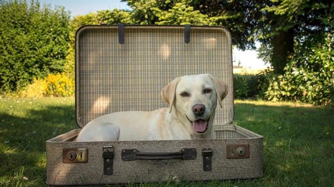 Ταξιδεύετε με το κατοικίδιό σας;