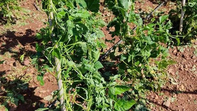 Ν. Παναγιωτόπουλος: Από τις 4 Νοεμβρίου οι προκαταβολές στους χαλαζόπληκτους αμπελουργούς της Καβάλας