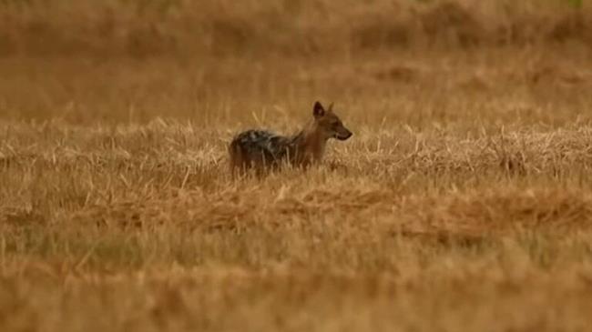 Λίμνη Κάρλα: Εμφανίστηκε σπάνιο «χρυσό τσακάλι» στη Θεσσαλία
