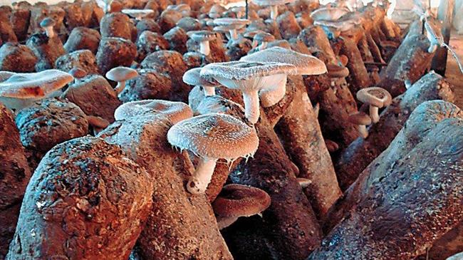 Απόρριψη υποψηφίων νέων αγροτών ύστερα από ετεροχρονισμένους ελέγχους τεχνικών προδιαγραφών καλλιέργειας μανιταριών έτους 2022