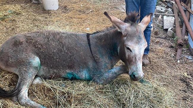 Το γαϊδουράκι σύντομα θα μεταφερθεί στα Μέγαρα Αττικής