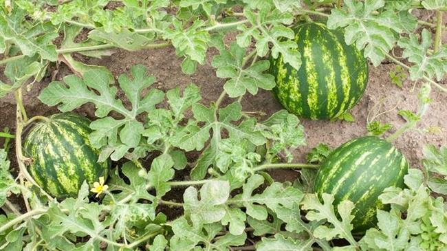 ΕΛΓΑ: Αυτοψίες σε καλλιέργειες που «λύγισαν» από τον καύσωνα στην Ήλιδα