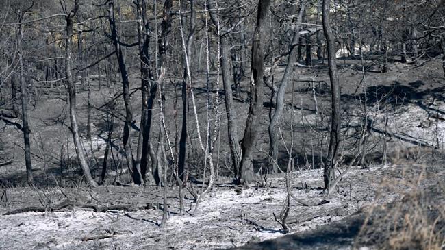 Αρχίζει η οικολογική αποκατάσταση του Εθνικού Πάρκου Δάσους Δαδιάς