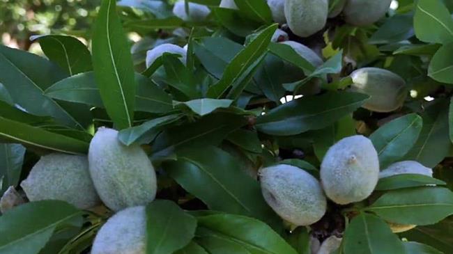 Αμύγδαλα: Αισιοδοξία για παραγωγή, επιφυλάξεις για τιμές