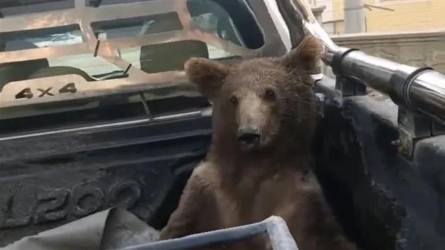 Διασώθηκε ένα αρκουδάκι που κατανάλωσε μέλι με παραισθησιογόνες ουσίες