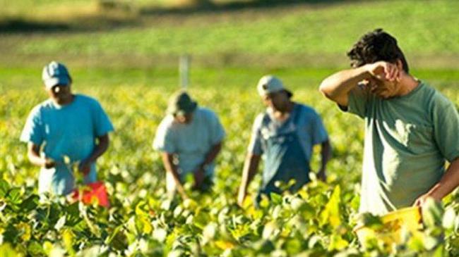 Εργάτες γης: SOS από τους παραγωγούς - Δεν φτάνουν τα εργατικά χέρια, θα χαθεί η παραγωγή