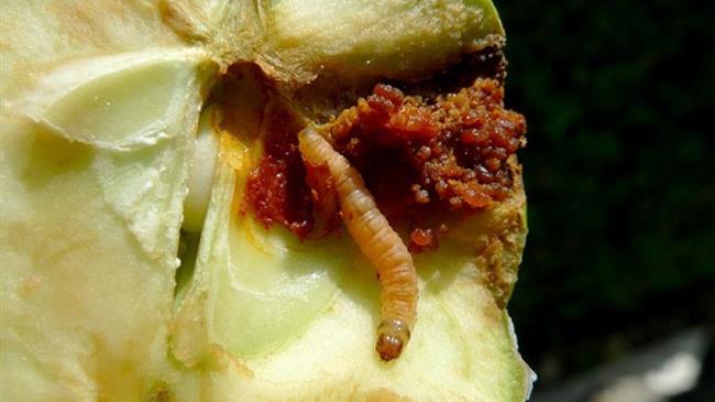 Καρπόκαψα μηλιάς