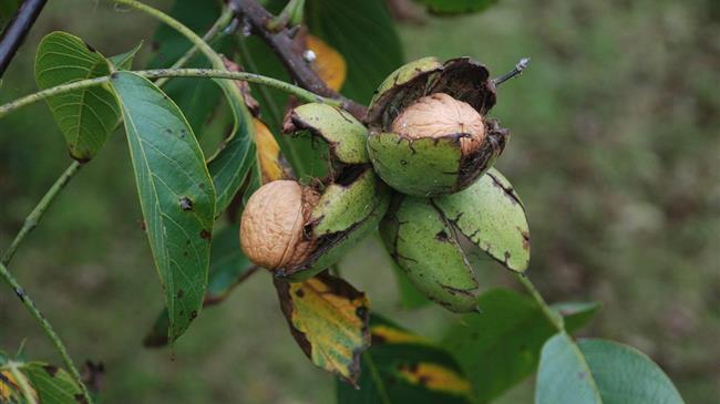 Καρπόκαψα στην καρυδιά