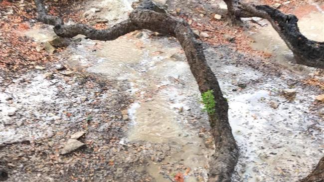 Χίος: Τεράστια ζημιά στη μαστιχοπαραγωγή