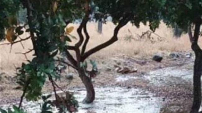 Χίος: Ζημιές στη μαστιχοκαλλιέργεια