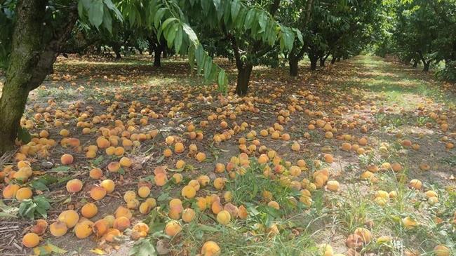 Βασιλειάδης: Επιτακτική η ανάγκη στήριξης των ροδακινοπαραγωγών