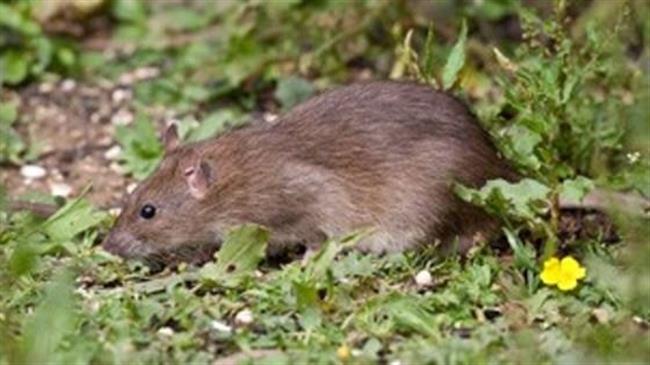 Ολοκληρωμένη παρέμβαση για τη διαχείριση των τρωκτικών στο αγροτικό οικοσύστημα