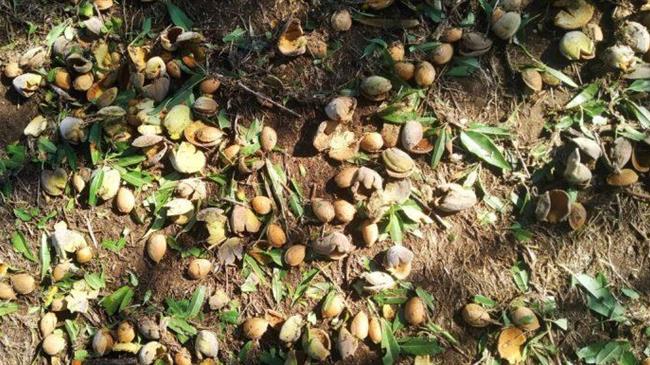 Θεσσαλία: Ξεκίνησε η υποβολή δηλώσεων ζημιών στον ΕΛΓΑ