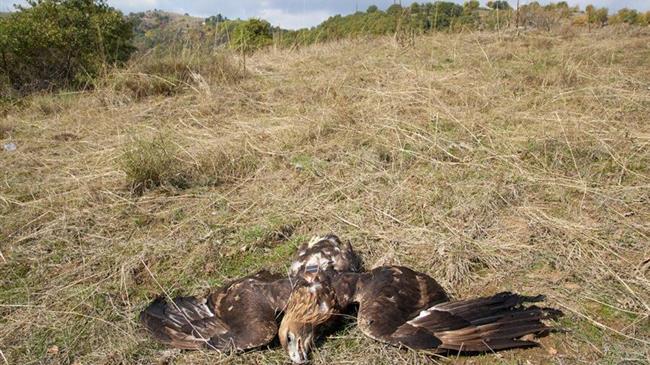 Έκδοση ΚΥΑ για την προστασία της άγριας πανίδας  από δηλητηριασμένα δολώματα