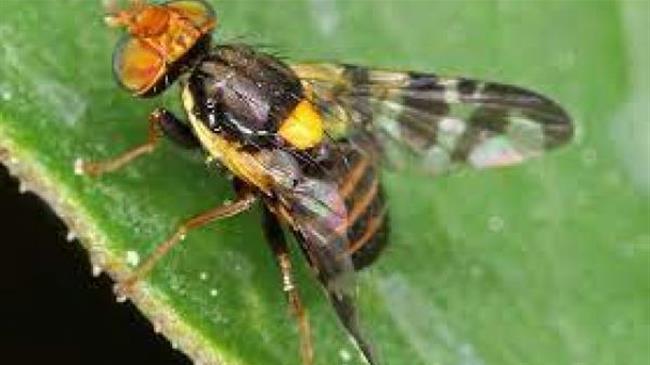 Μύγα μεσογείου