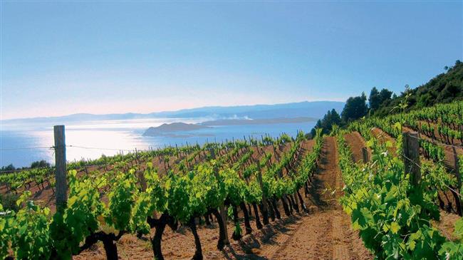 ΚΕΟΣΟΕ: Η διαστρωμάτωση των εκτάσεων του ελληνικού αμπελώνα, συνεχίζει να τεκμηριώνει τον έντονο κατακερματισμό του