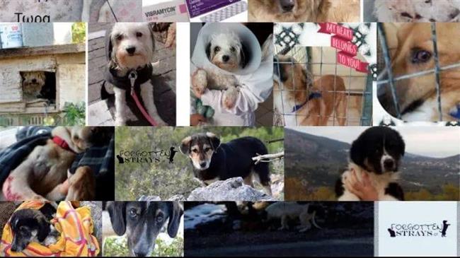 Στήριξη της Δράσης «Ημέρα Υιοθεσίας Σκύλου - Γάτας και Μπαζάρ» στη Μεταμόρφωση