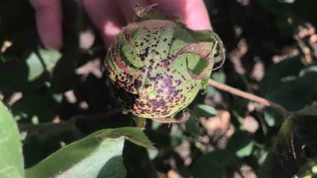 Οδηγίες για την αποφύλλωση του βαμβακιού