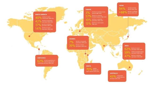 Έρευνα: Τα μισά είδη πτηνών στον κόσμο μειώνονται πληθυσμιακά