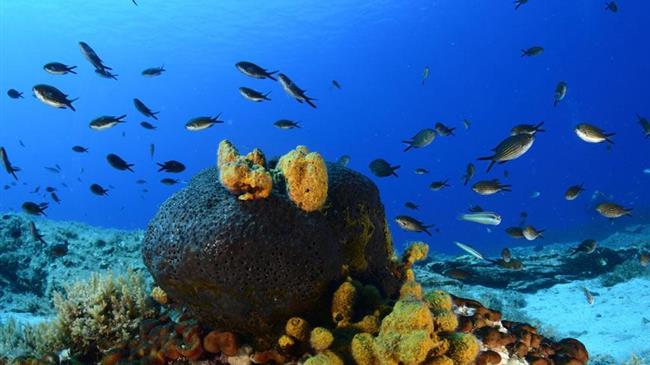 Σ.Κεδίκογλου: Δεσμευόμαστε για την προστασία του 30% της Μεσογείου έως το 2030