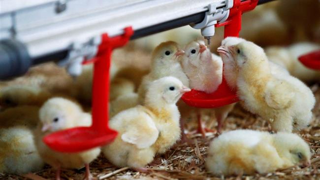 Γαλλία: Οι εισαγωγές ουκρανικού κοτόπουλου στην ΕΕ αυξάνονται στα ύψη μετά την άρση της ποσόστωσης