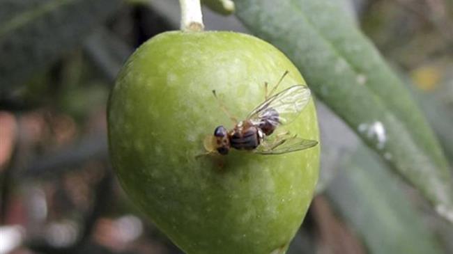 Δακοκτονία 2024: Ξεκινά η εφαρμογή των δολωματικών ψεκασμών στη Μεσσηνία