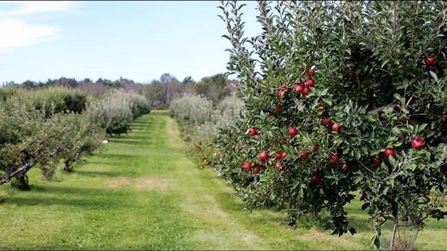 Μετατίθεται η ημερομηνία έναρξης για την Αναδιάρθρωση των Καλλιεργειών